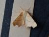 Ennomos erosaria